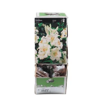 Lilie bělostná 1ks