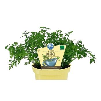Kerblík třebule BIO květináč 12cm