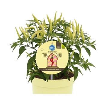 Paprika roční Thai chilli BIO květináč 12cm