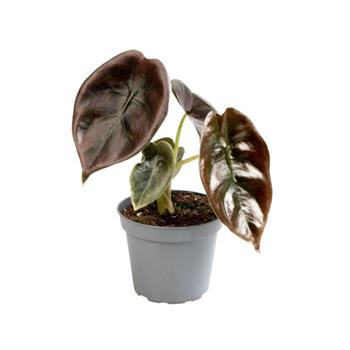 Alokázie Cuprea Red květináč 6cm