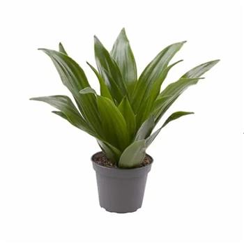 Dračinec vonný Janet Craig květináč 6cm