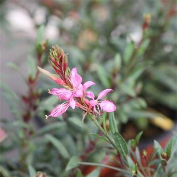 Svíčkovec Lindheimerův Siskiyou Pink květináč 13cm