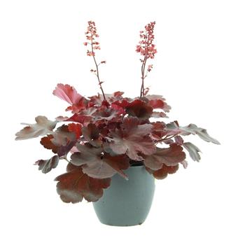 Dlužicha Cherry Cola květináč 12cm