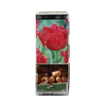 Tulipán Versaci 10ks