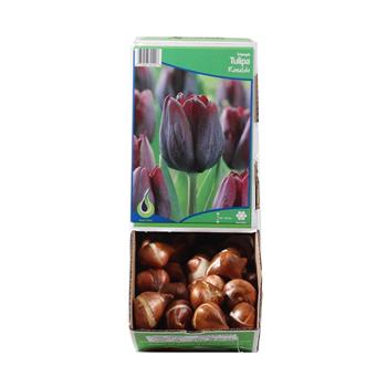 Tulipán Ronaldo 10ks
