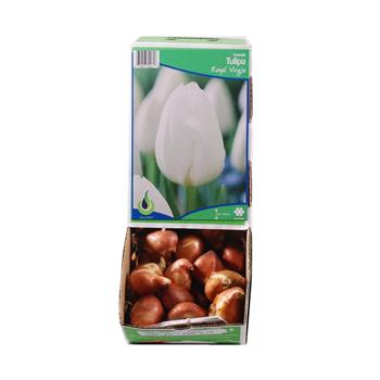 Tulipán Royal Virgin 10ks