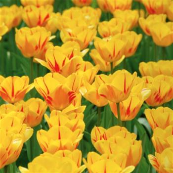 Tulipán Olympic Flame 10ks