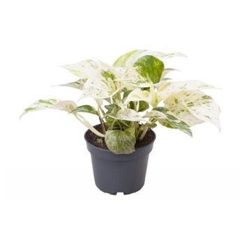 Potos, šplhavník Marble Queen květináč 12cm