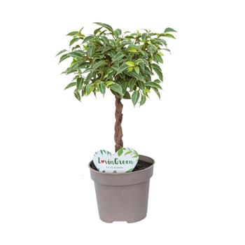 Fíkovník malolistý Kumani květináč 12cm