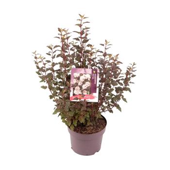 Tavola kalinolistá Little Joker výška 20/30cm, květináč 2,5 litru