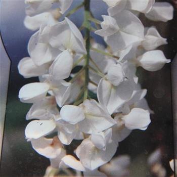 Vistárie vznešená Shiro Kapitan Fuji výška 150/175cm, květináč 3 litry