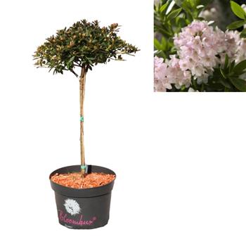 Pěnišník Bloombux kmínek 40cm, květináč 5 litrů