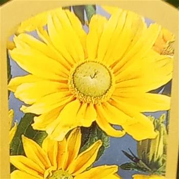 Třapatka srstnatá Prairie Sun květináč 9cm