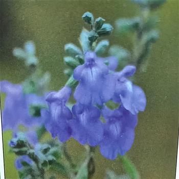 Šalvěj azurová květináč 9cm