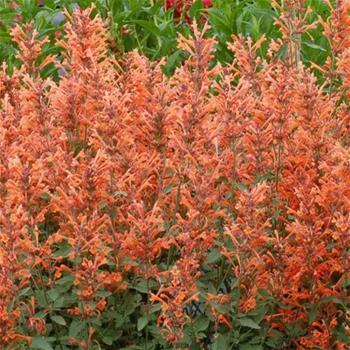 Agastache Kudos Mandarin květináč 13cm
