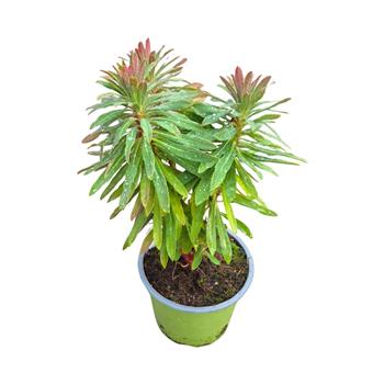 Pryšec Martinův Tiny Tim květináč 13cm