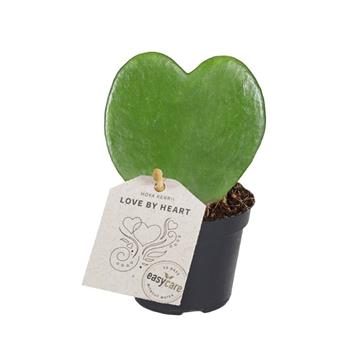 Voskovka Kerrii květináč 6cm