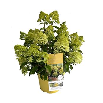 Hortenzie latnatá Lemonlight květináč 5 litrů