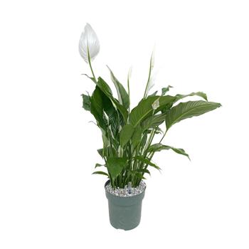 Lopatkovec hydroponický květináč 27cm