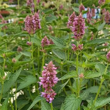 Agastache Beelicious Purple květináč 2 litry