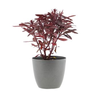 Pryšec Miners Merlot květináč 12cm