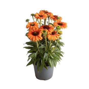 Třapatka Premium Orange květináč 3 litry