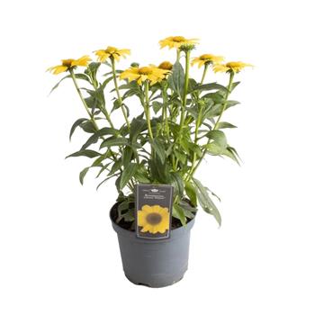 Třapatka Premium Yellow květináč 3 litry