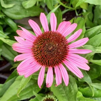 Třapatka nachová Dark Pink Pearl květináč 2 litry