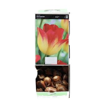 Tulipán Suncatcher 10ks