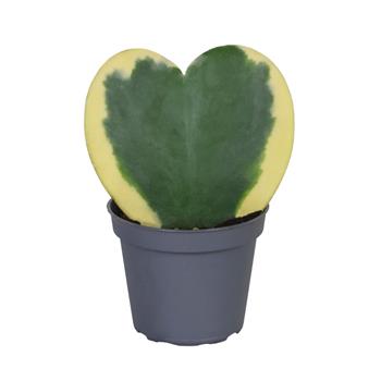 Voskovka Variegata květináč 6cm