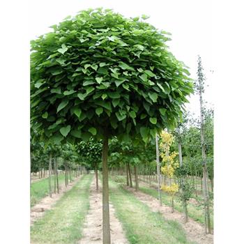 Katalpa trubačovitá Nana výška kmene 240cm, zemní bal
