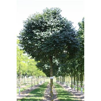 Jasan zimnář Meczek výška kmene 240cm, zemní bal