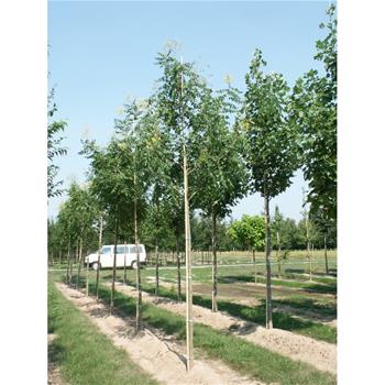 Svitel latnatý výška kmene 225cm, zemní bal