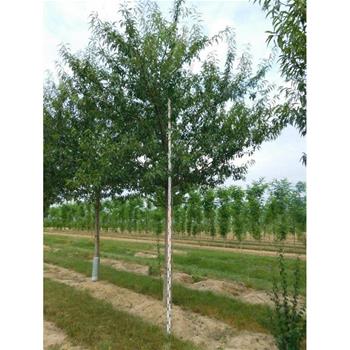 Mandloň Rosea výška kmene 225cm, zemní bal