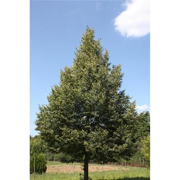 Lípa srdčitá Erecta výška kmene 240cm, zemní bal