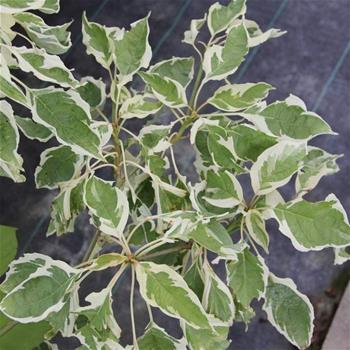 Svída sporná Variegata květináč 18 litrů