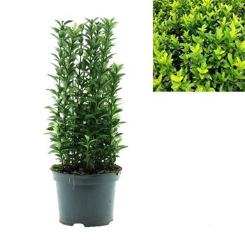 Brslen japonský  Green Spire květináč 2 litry