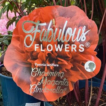 Pivoňka čínská  Fabulous Flowers mix, květináč 7,5 litru