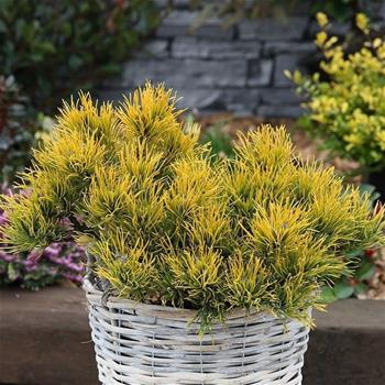 Borovice kleč Wintergold výška 80/100cm, květináč 65 litrů, bonsaj