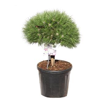 Borovice černá Marie Bregeon kmínek 20cm, květináč 18 litrů