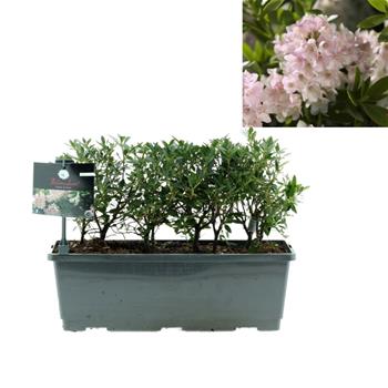 Pěnišník Bloombux truhlík 40cm