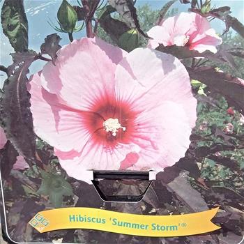 Ibišek bahenní Summer Storm květináč 5 litrů