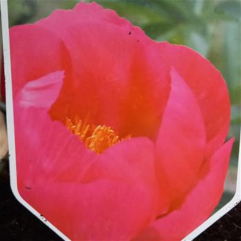 Paeonia lactiflora Flame květináč 3 litry