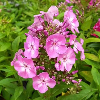 Plamenka latnatá Flame Pink květináč 2 litry