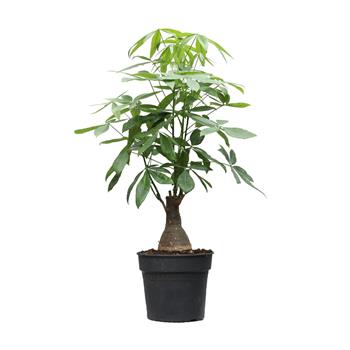 Pachira vodní květináč 35cm, bonsai