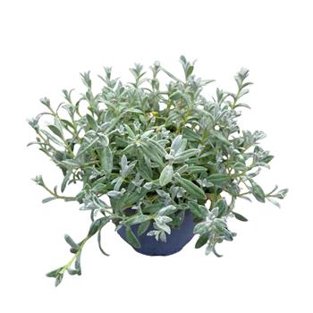 Rožec plstnatý Silver White květináč 12cm