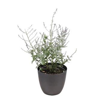 Perovskie lebedolistá Bluesette květináč 12cm