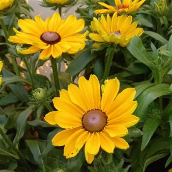 Třapatka Sunbeckia květináč 27cm, letnička