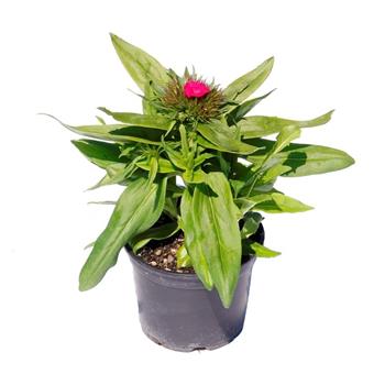 Hvozdík bradatý Barbarini F1 Mix květináč 12cm