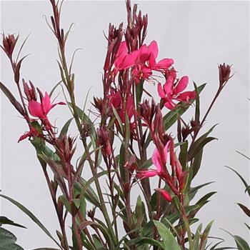 Svíčkovec Lindheimerův Gambit Rose květináč 12cm